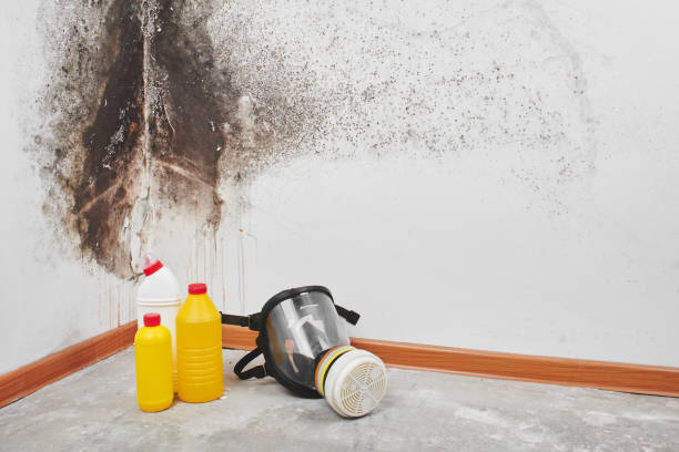 Reliable Milford City, CT Mold Removal Solutions