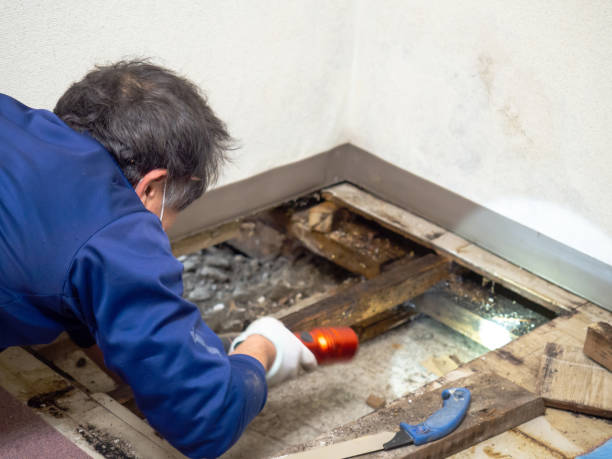 Best Mold Cleaning Services  in Milford City, CT