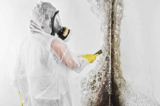 Best Commercial Mold Removal  in Milford City, CT