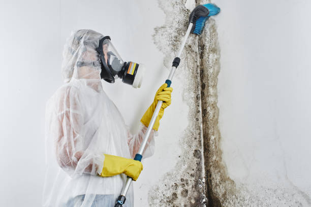 Best Residential Mold Removal  in Milford City, CT