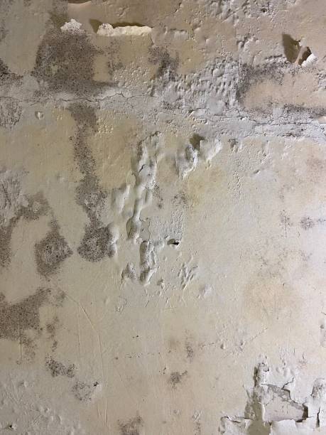 Best Mold Damage Repair  in Milford City, CT