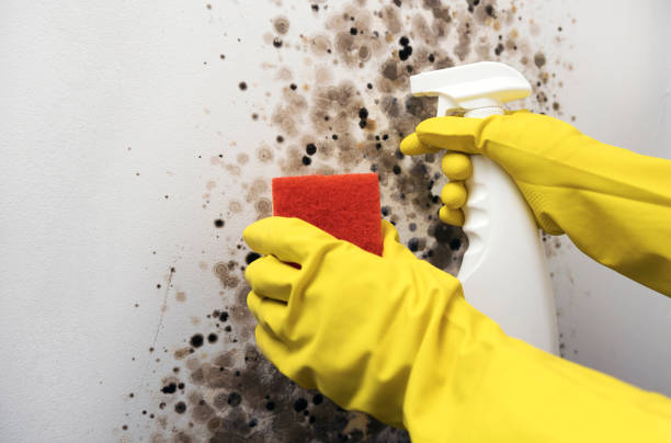 Best Crawl Space Mold Removal  in Milford City, CT