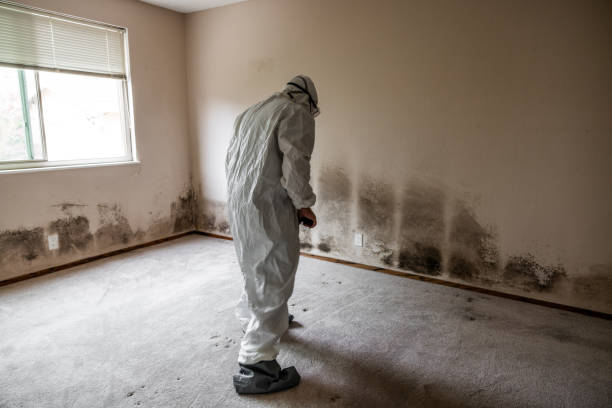 Best Local Mold Removal Service  in Milford City, CT