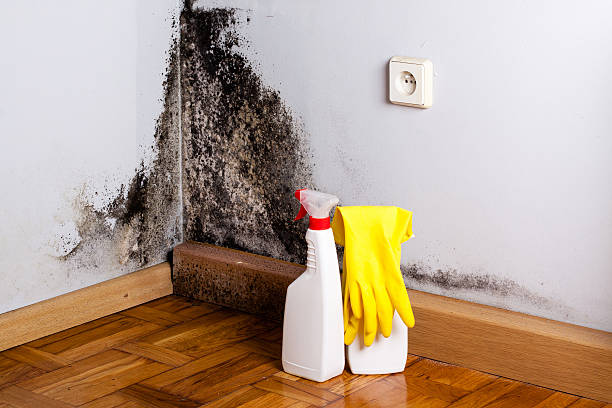 Best Home Mold Removal  in Milford City, CT