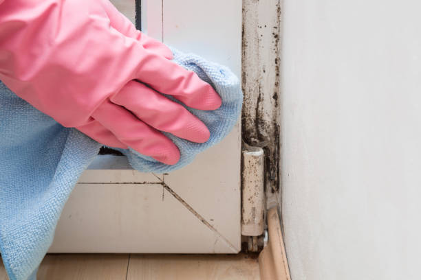 Best Attic Mold Removal  in Milford City, CT