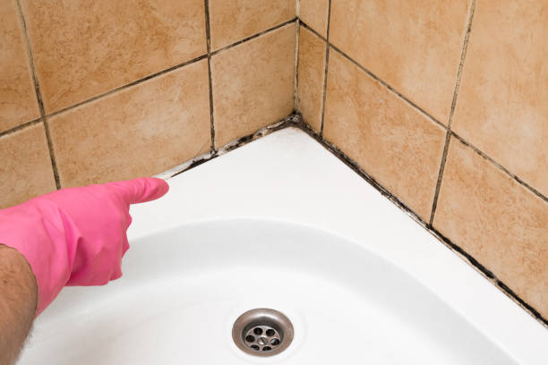 Best Professional Mold Removal  in Milford City, CT