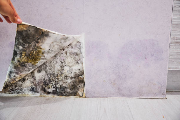 Best Mold Removal Near Me  in Milford City, CT